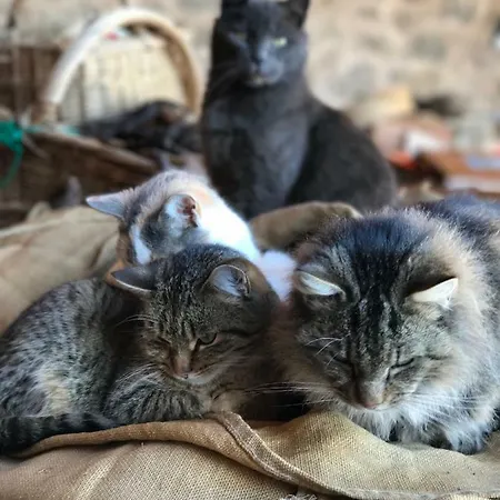 La Grange D'hannah - & D'hotes De Charme Affittacamere Orbey